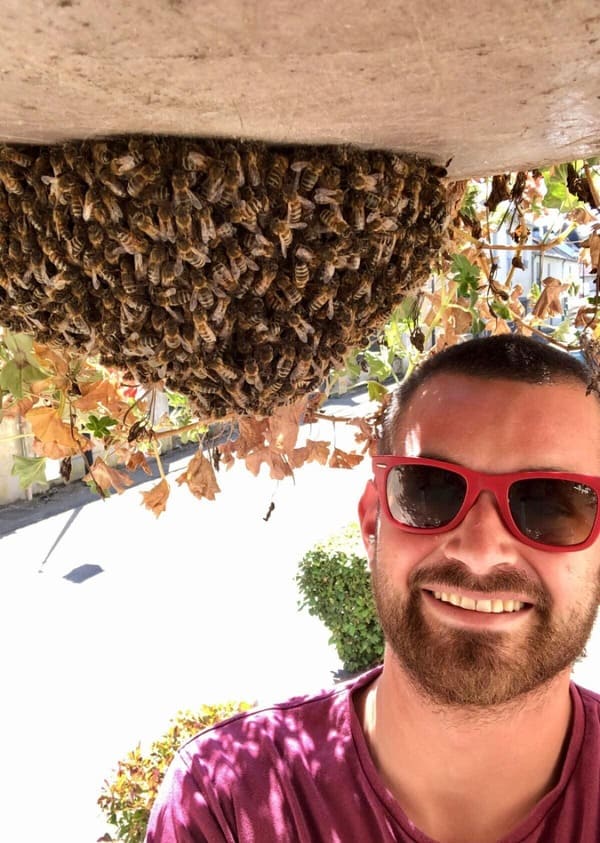 Intervention pour récupérer un essaim d'abeilles