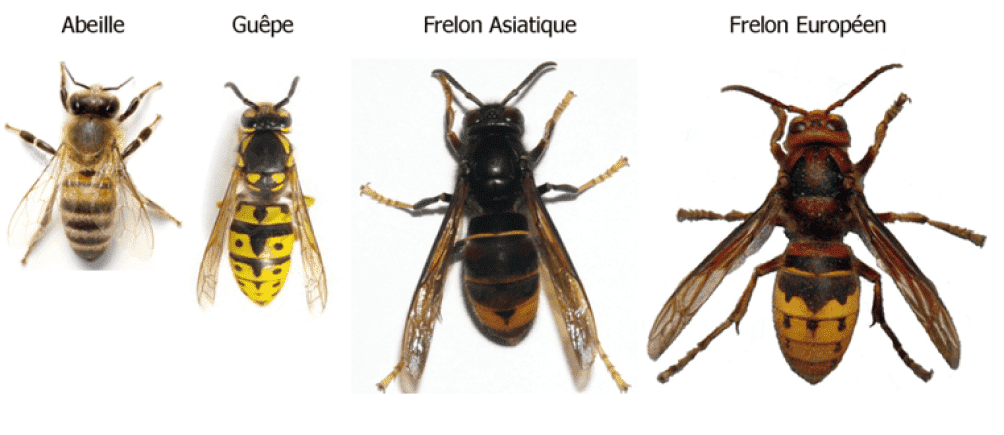 Comparaison guêpe abeille frelon asiatique et frelon Européen