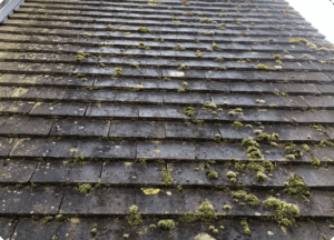 Toiture tuiles avec forte présence de mousses