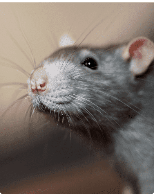 Photo d'une souris